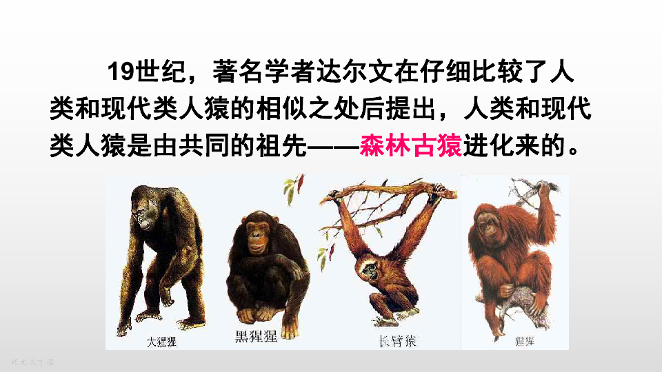 类人猿资料图片