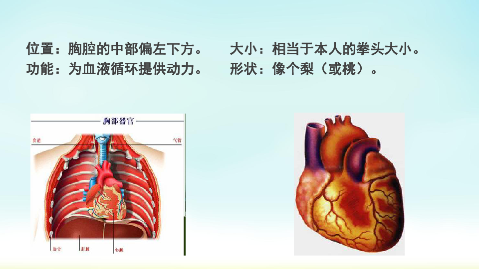 人教版七年级生物下册：4．4．3 输送血液的泵—心脏 课件（共20张PPT）