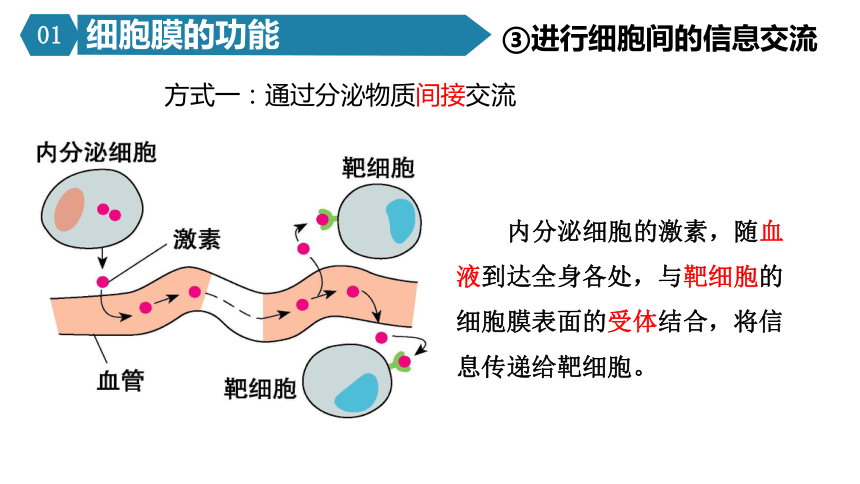 细胞间信息交流方式图图片