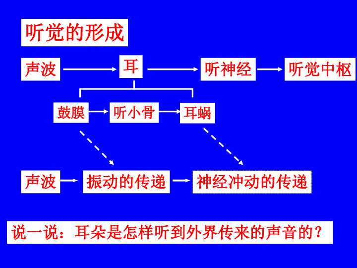 内耳耳廓收集声音外耳道传导声波鼓膜随声音振动听小骨传导并放大振动