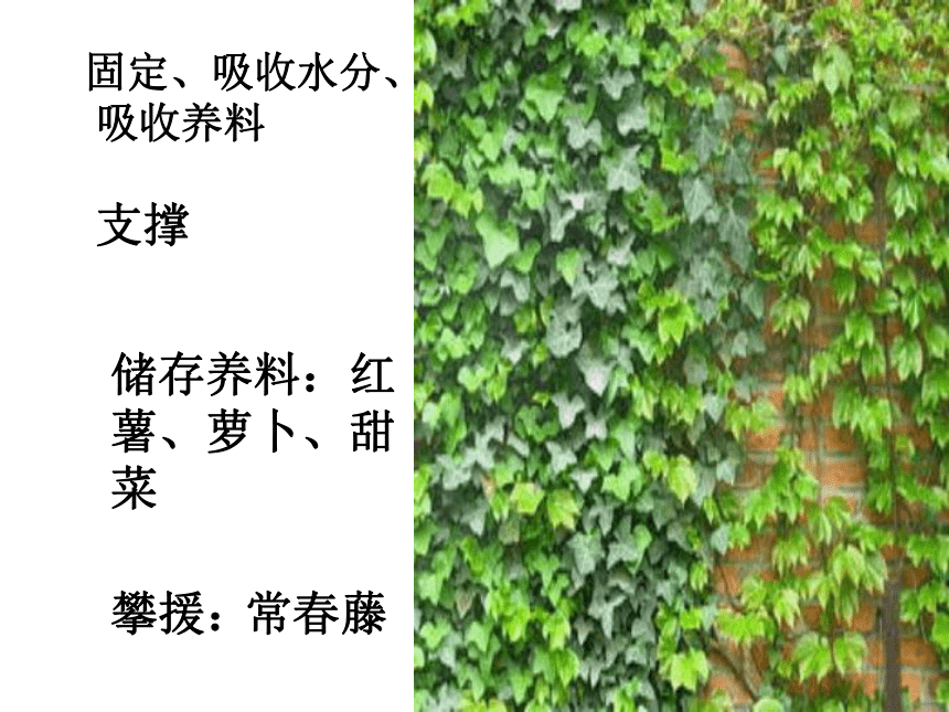 15.植物怎样喝水 课件