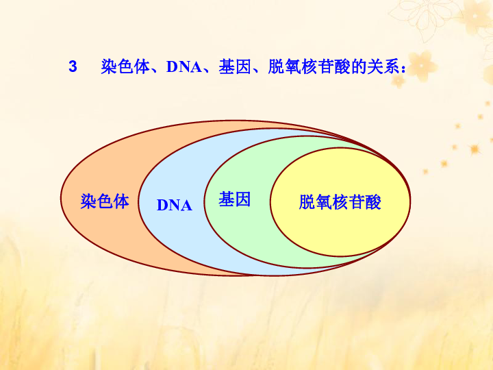 高中生物苏教版必修2第四章遗传的分子基础4.3.1基因控制蛋白质的合成课件（80张）