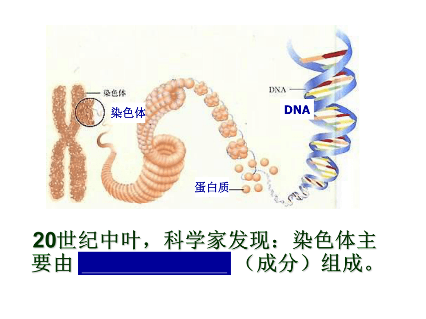 新人教版高中必修2生物3-1《DNA是主要的遗传物质》(36张ppt)