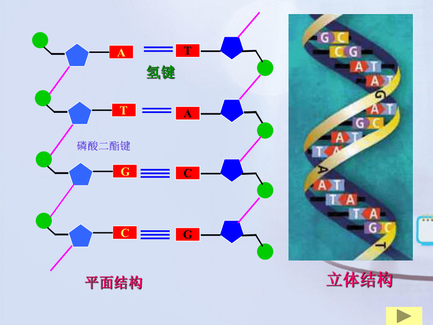 高中生物人教版必修2第三章第2节DNA分子的结构   课件(25张)
