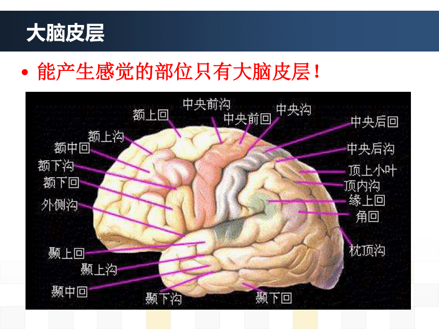 人教版(新課程標準) 七年級下冊 第四單元 生物圈中的人 第六章 人體