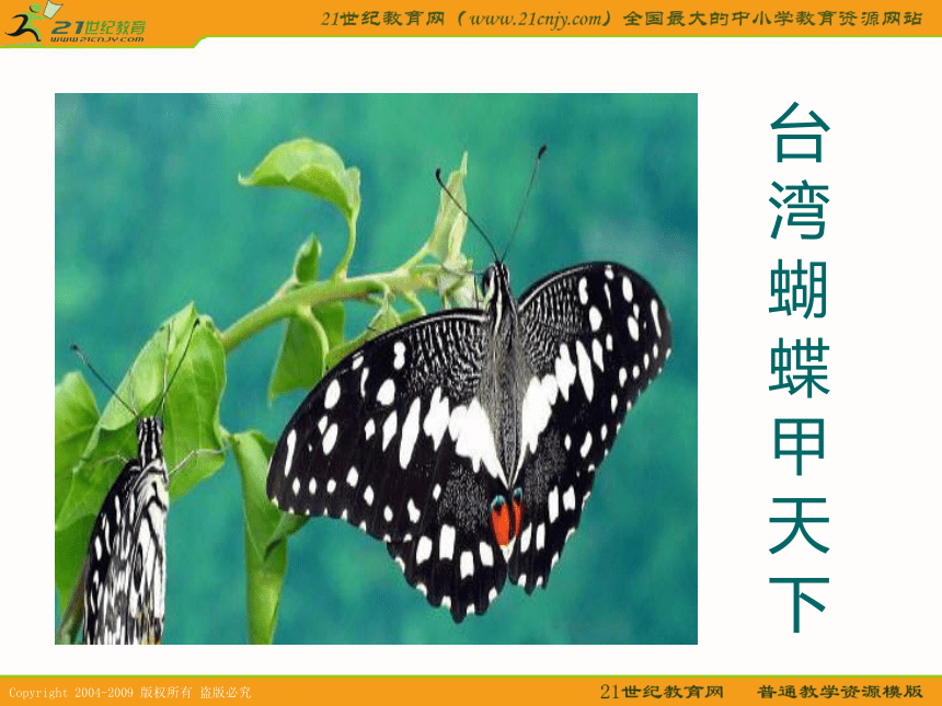 五年级语文下册课件 台湾蝴蝶甲天下 2（浙教版）
