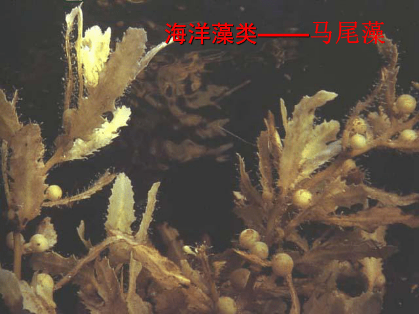 第一节藻类苔藓和蕨类植物课件（54PPT）