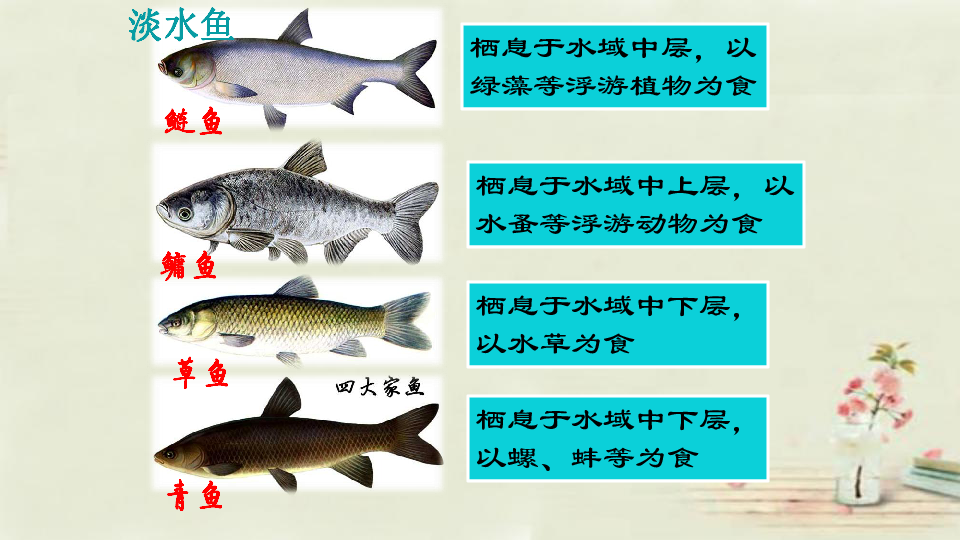 人教版生物八年级上册5.1.4《鱼》课件  (共21张PPT)