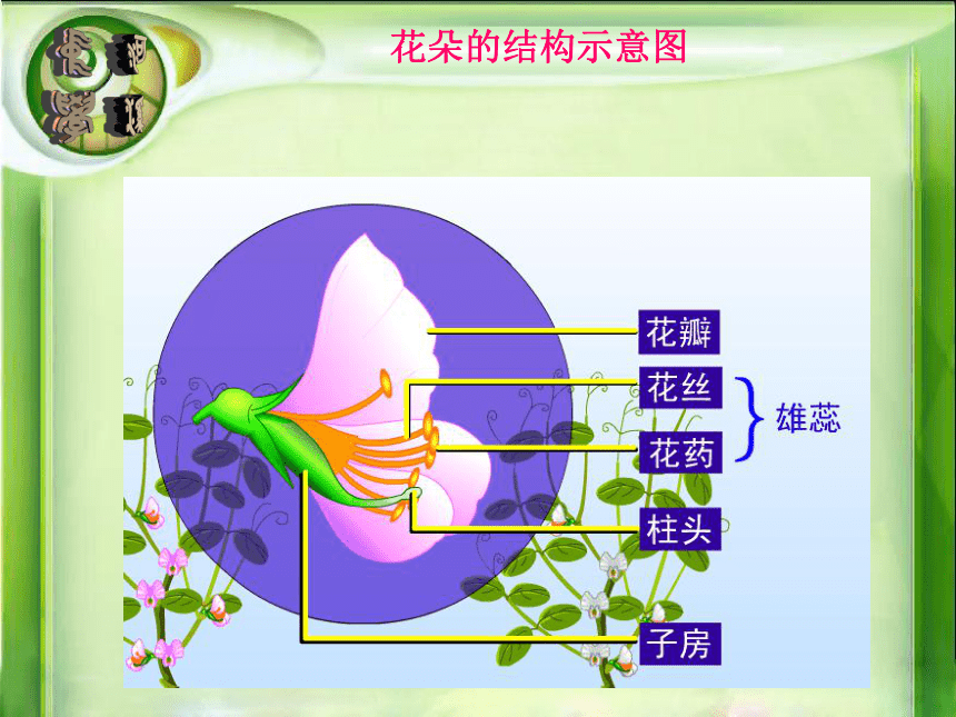 豌豆结构分析图片图片