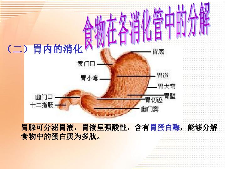 第2節食物的消化和營養物質的吸收課件21張ppt