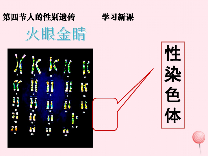 八年级生物下册第七单元第二章第四节人的性别遗传课件（30张PPT）