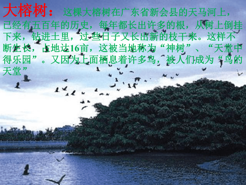 语文五年级下北京版1.3《鸟的天堂》课件（38张）