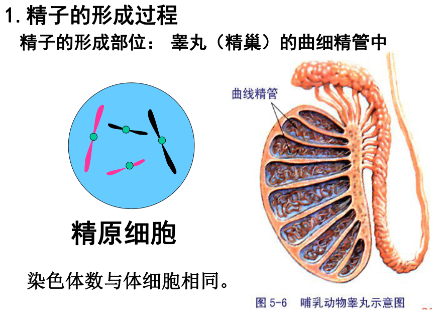 山东省日照市五莲中学2017届高三上学期生物一轮复习-减数分裂 课件 （共23张PPT）