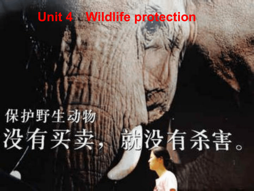 【金版新学案】2015届高考英语（人教版）大一轮复习讲义课件：必修2 Unit 4　Wildlife protection
