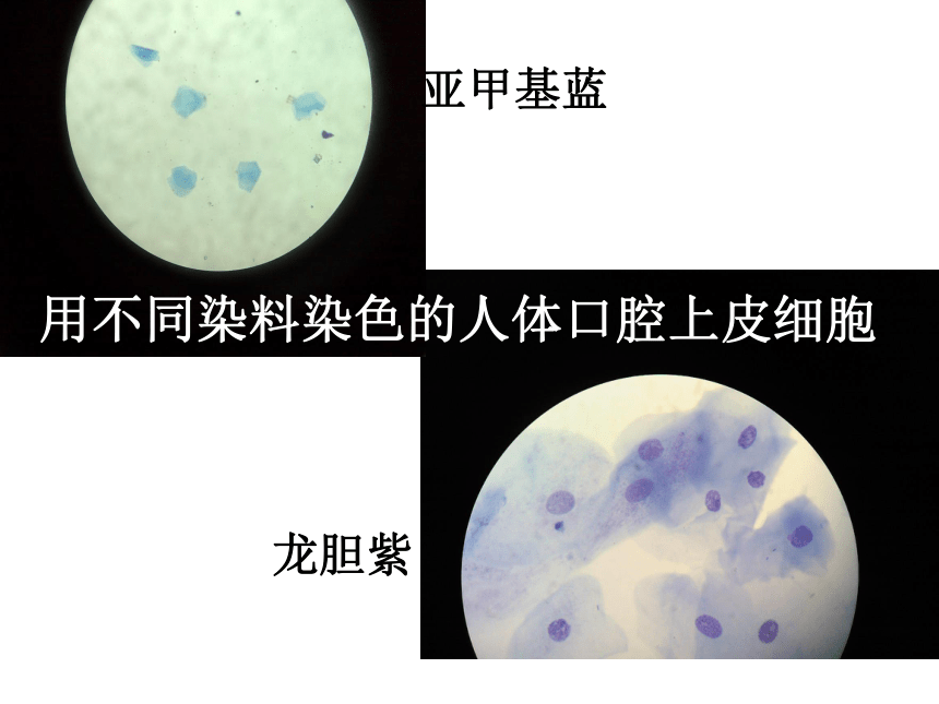 第二单元第一章第三节动物细胞课件(共20张PPT) 2021--2022学年人教版生物七年级上册