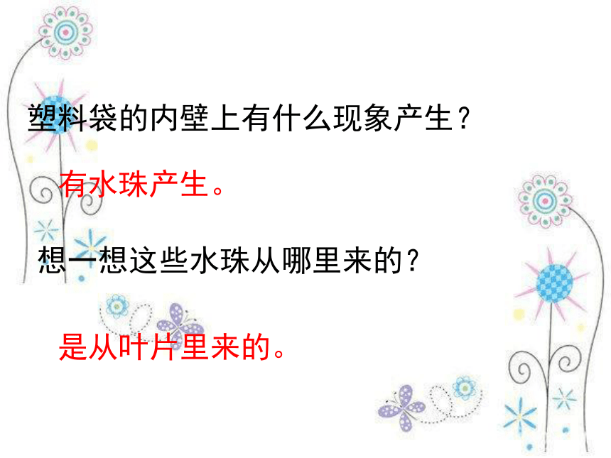 4 叶会蒸腾水分吗 课件