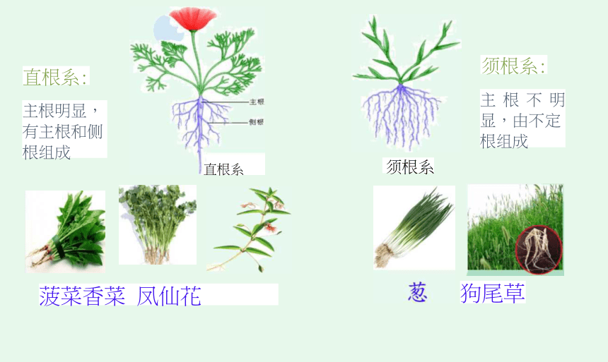 14茎和叶课件18张ppt