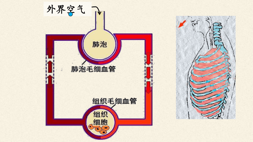 七年级下册人体生物图图片