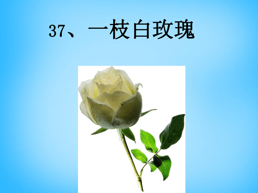 沪教版（2015秋）语文四年级上课件（C）-一枝白玫瑰