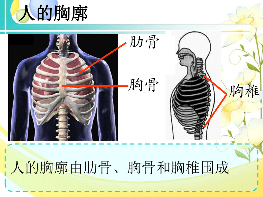 北师大版生物七年级下册第10章第2节人体细胞获得氧