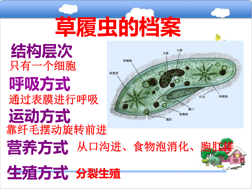 七年级生物上册 2.4 单细胞生物体课件 （新版）冀教版