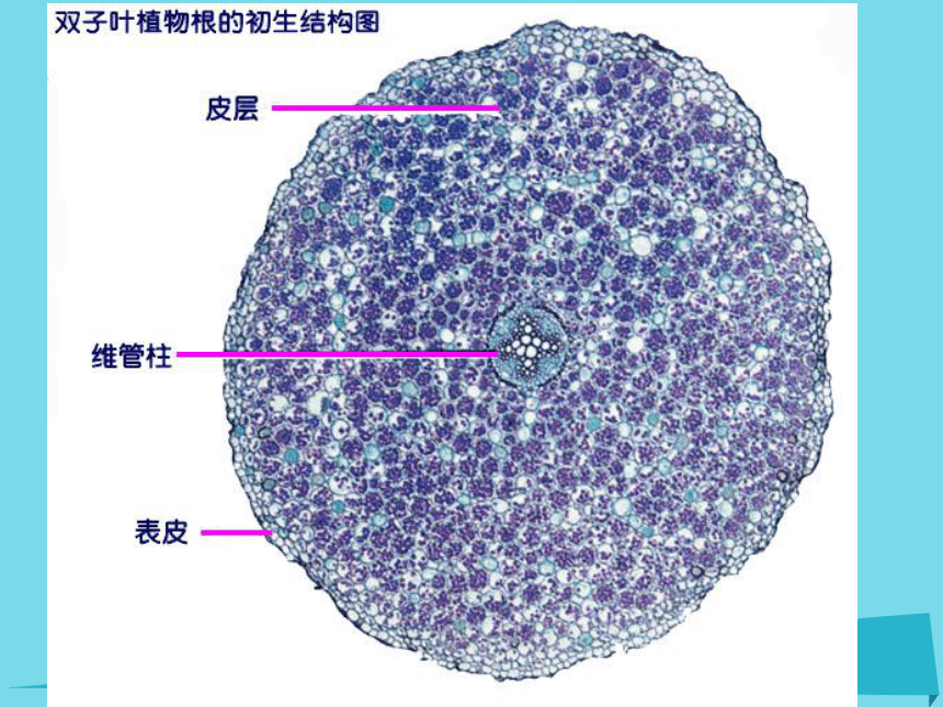 麦冬根的初生构造简图图片