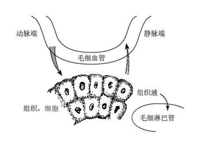 淋巴细胞简笔画图片