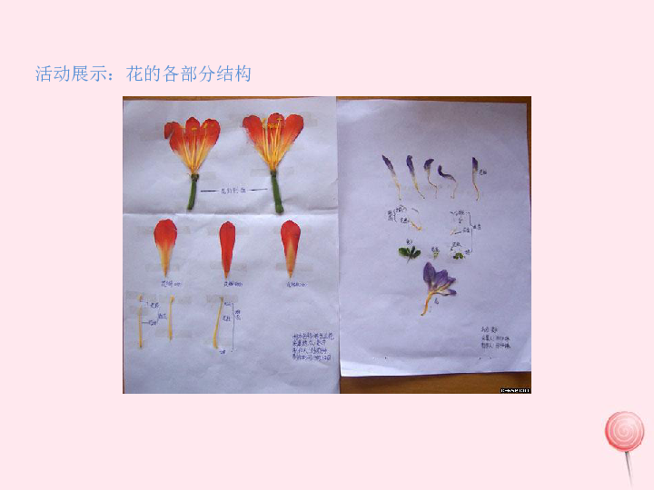 七年级生物上册第三单元第二章第三节开花和结果课件（共13张PPT）