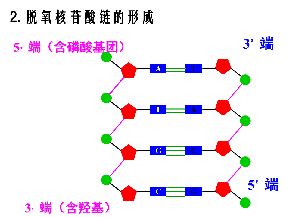 三种RNA示意图图片