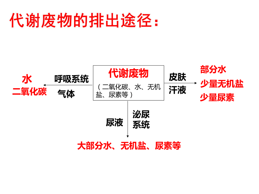 6 代谢废物的排出 课件