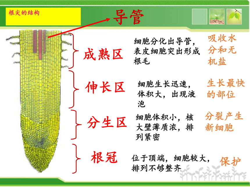 人教版七年级上册生物322植株的生长课件28张ppt