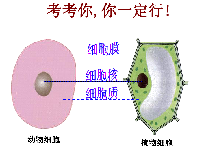 北师大版生物七年级上册3.2《细胞是生命活动的单位》 课件(共25张PPT)