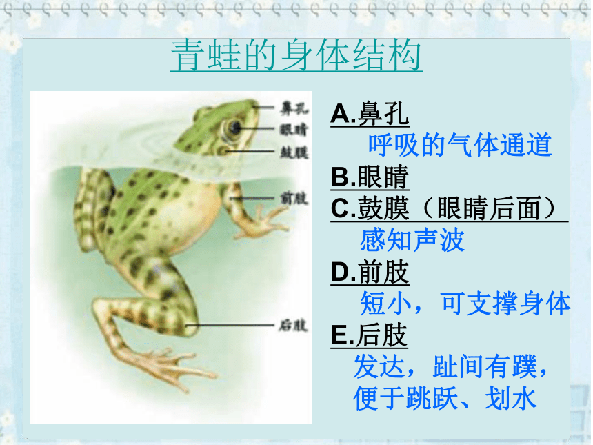 两栖动物和爬行动物课件23张ppt