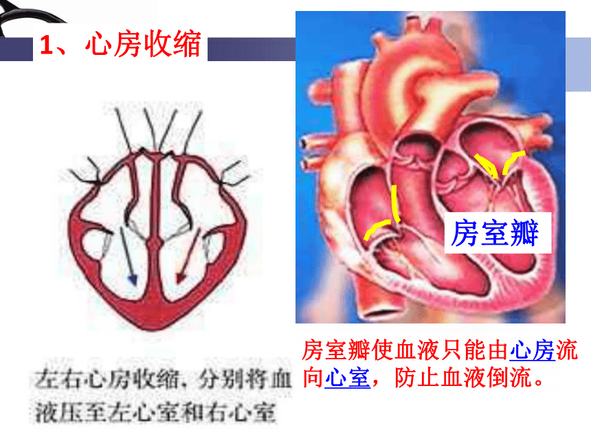 人教版初中生物七年级下册课件 第四章   第三节   输送血液的泵——心脏（共 32 张ppt）