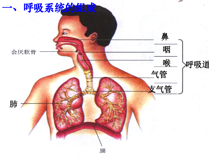 31 呼吸道对空气的处理课件(共43张ppt)