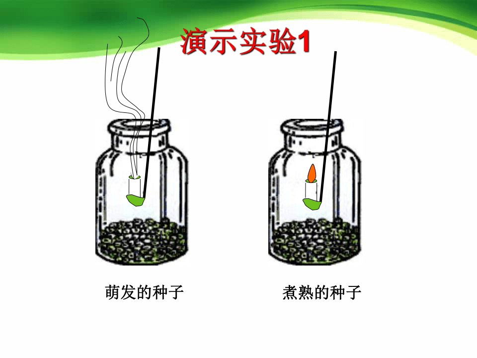 第四节植物的呼吸作用课件26张ppt