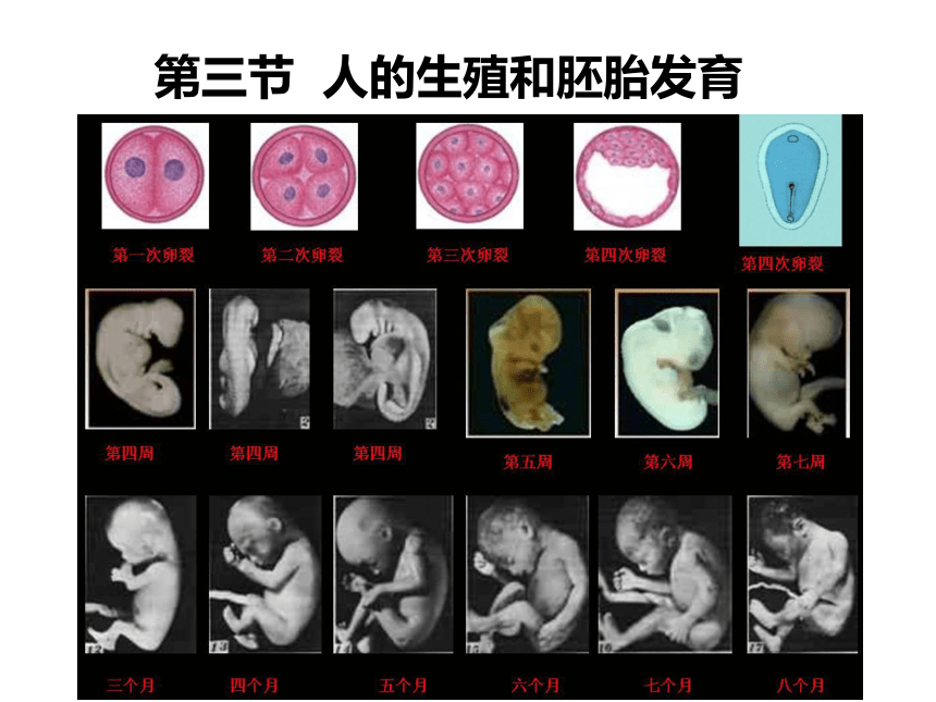 冀教版八年级下册生物613人的生殖和胚胎发育课件18张ppt