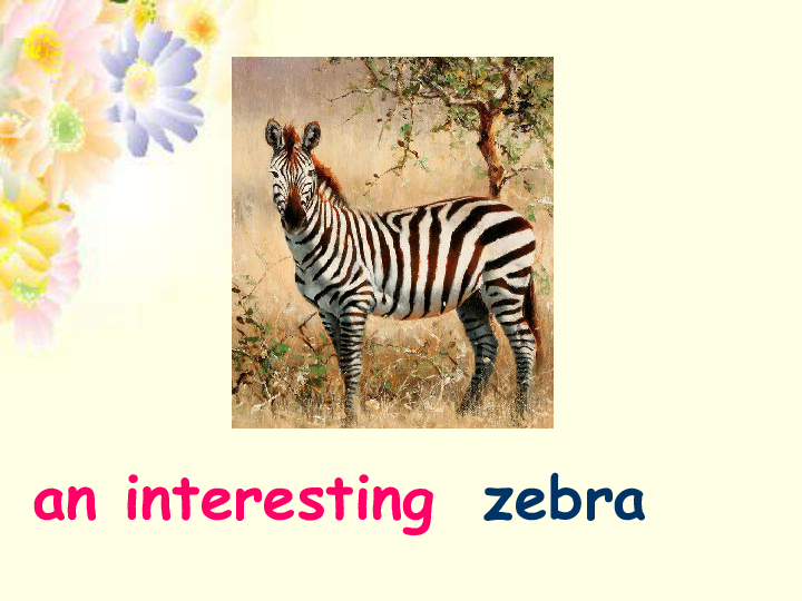 zebra怎么读音发音图片