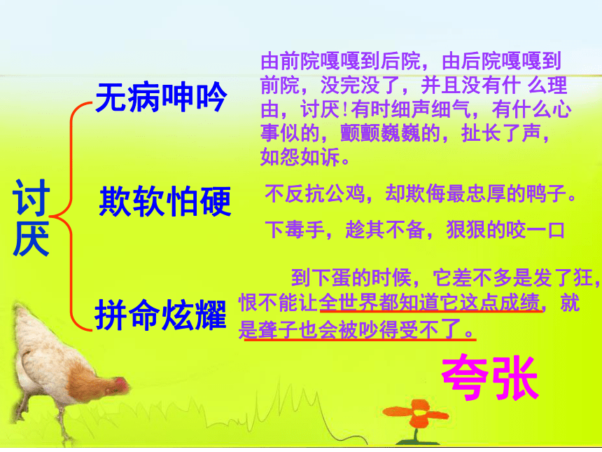 母鸡课件