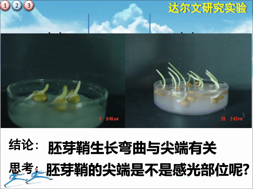 苏教版高中生物必修三2.4植物生命活动的调节 (共61张PPT)