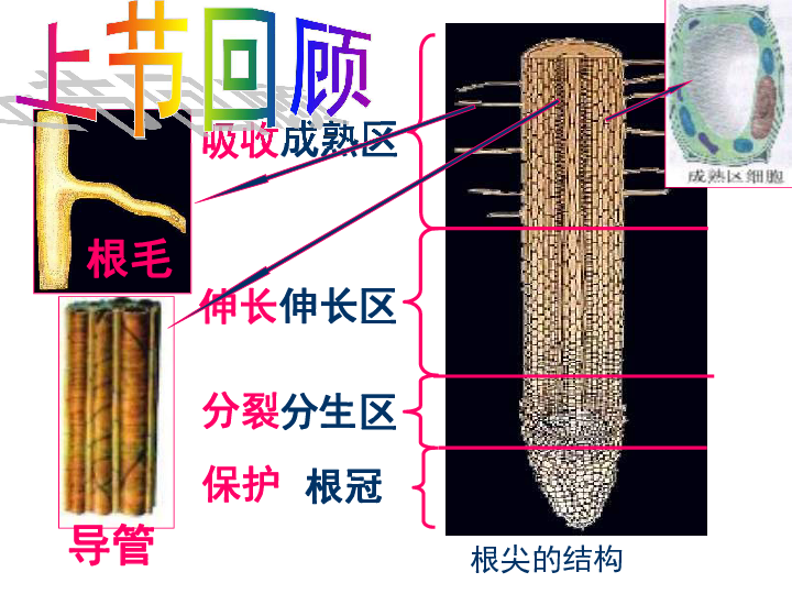 冀教版八上生物  3.2.3无机盐与植物的生长 课件   (21张PPT)