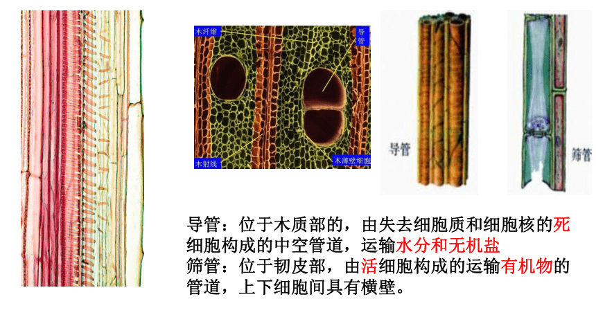 3绿色植物与生物圈中的水循环 课件(共29张ppt) 2