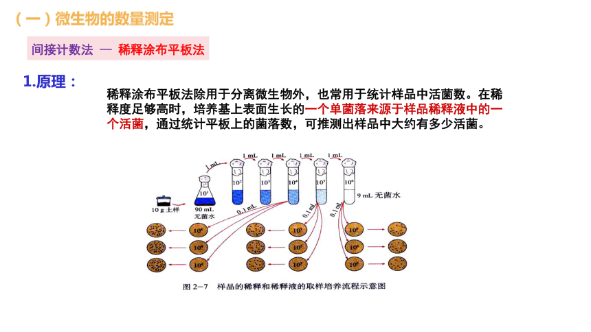 微生物的培養與觀察(3)稀釋塗布平板法接種(2)樣品的稀釋(1)土壤取樣