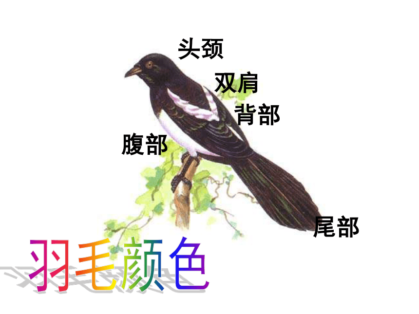 《喜鹊》课件