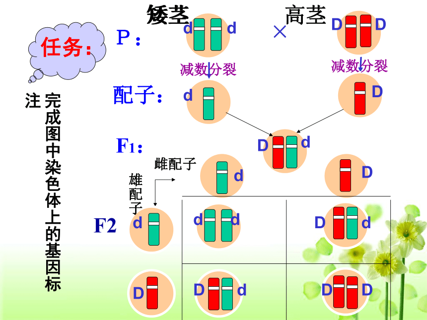 浙科版必修2第二章第二节遗传的染色体学说（共28张PPT）