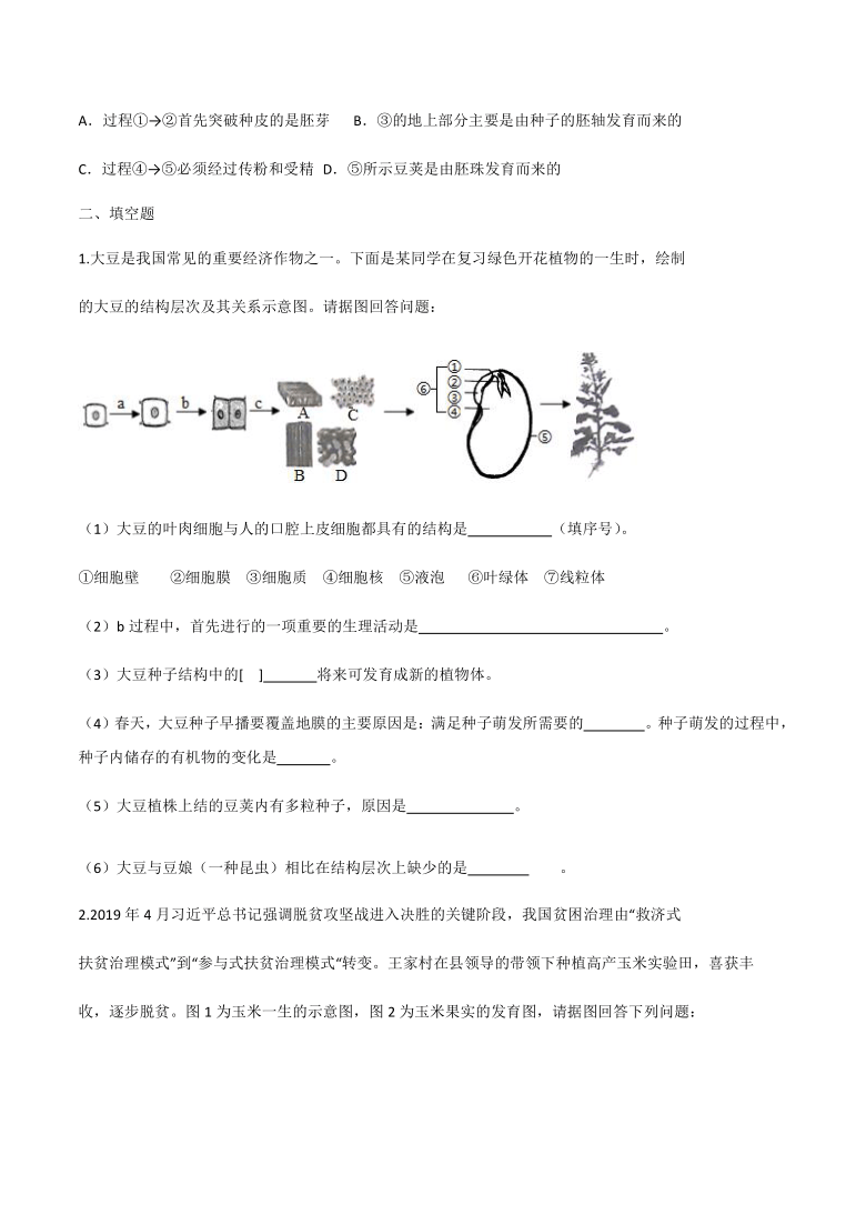 济南版八年级上册生物1.3  1.4 果实和种子的形成，种子的萌发 同步练习（word版含解析）