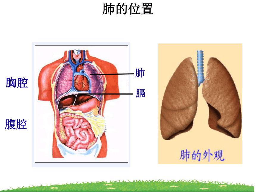 人教版七年级下册 4.3.2发生在肺内的气体交换 课件  (共41张PPT)
