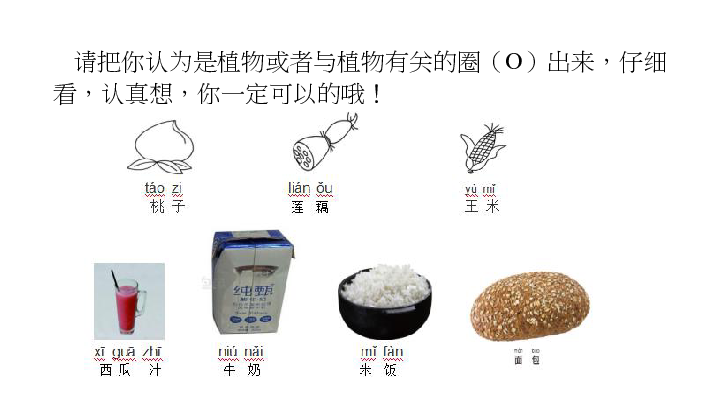 科学二年级上鄂教版1.3我们离不开植物课件（21张PPT）