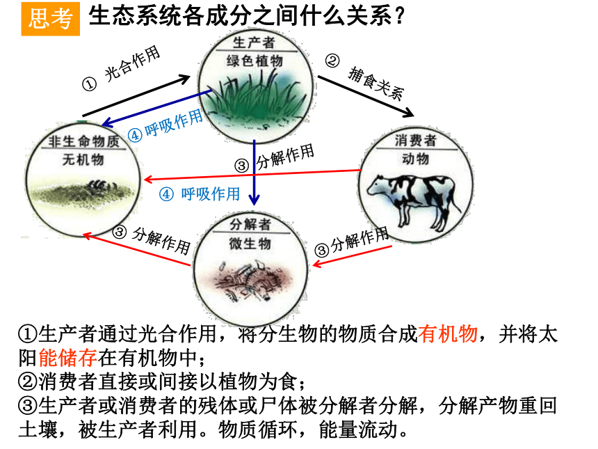 生态系统的结构示意图图片