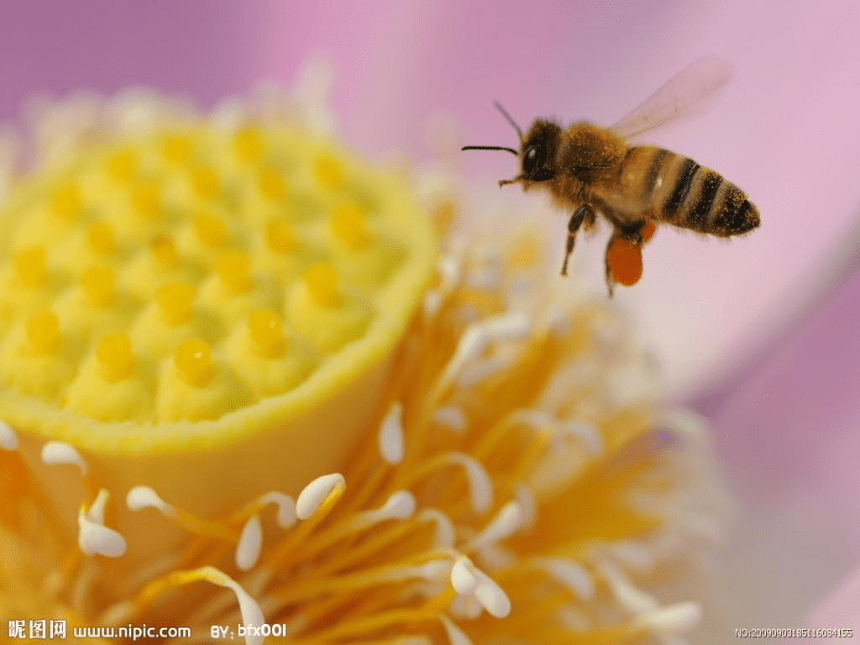14 蜜蜂课件1